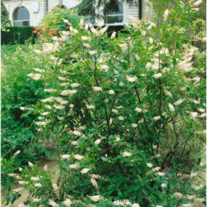 Clethra almifoli ´Hummingbird´ (Kletra)