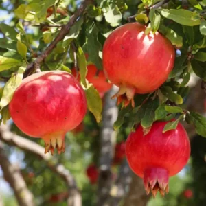 Punica granatum ´Crinsom Sky´ (Granátovník púnsky)