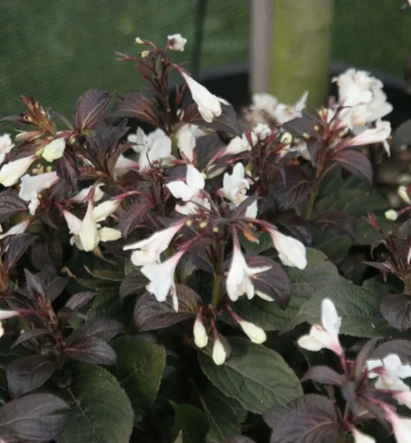 Weigela florida ´Ebony and Ivory´ (Vajgela kvetnatá)