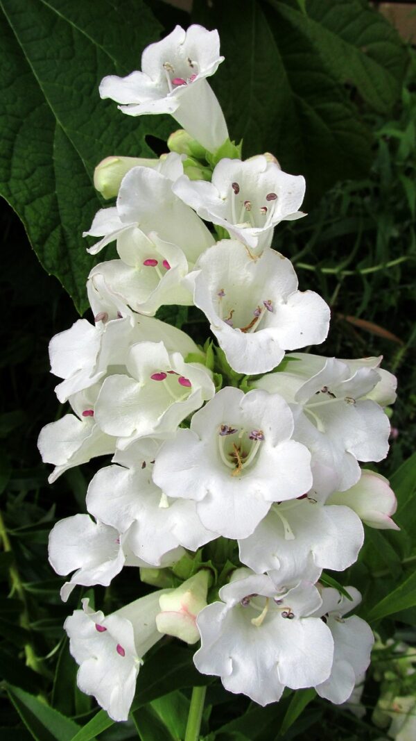Penstemon ´White Bedder´ (Dráčik) posledných 5 kusov