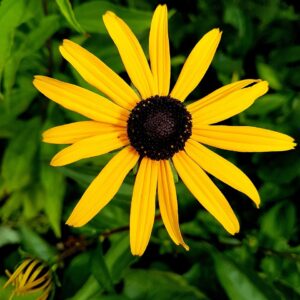 Rudbeckia fulg. ´Sun Ka Ching´ (Rudbekia) posledných 5 kusov