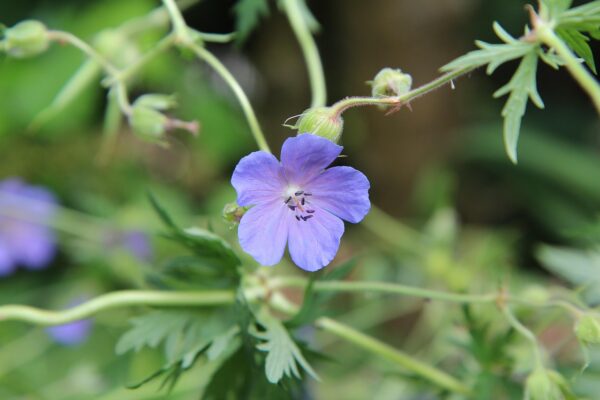 Geranium pratense ´Mrs. Kendall Clark´ (Pakost lúčny)