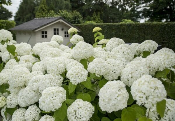 Hydrangea arborescens ´Strong Annabelle´ (Hortenzia stromčekovitá)