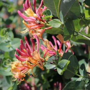 Lonicera Heckrotii (Zemolez Heckrotov)