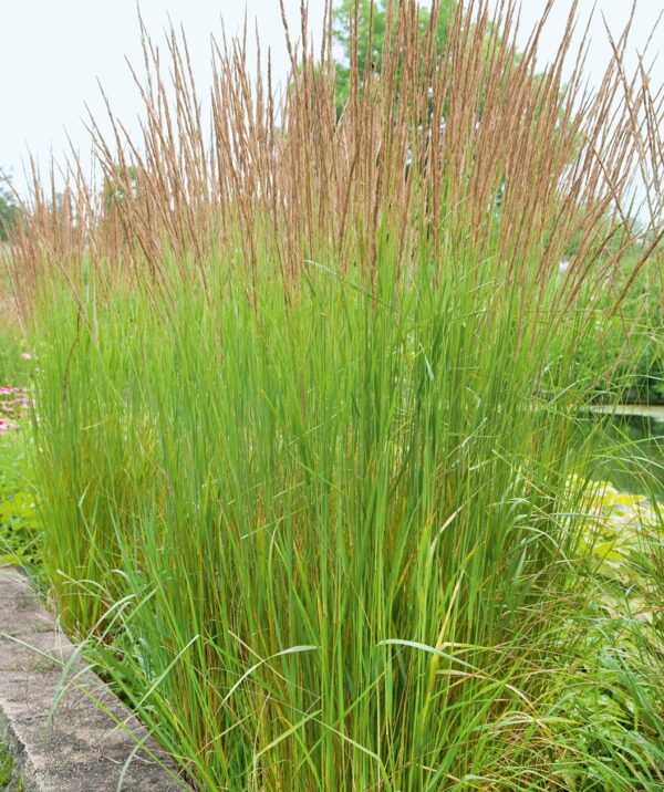 Molinia arundina ´Karl Foester´ (Bezkolenec)