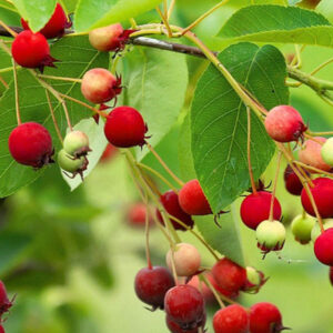 Amelanchier ´Prince William´ (Muchovník veľkokvetý)
