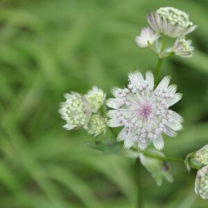 Astrantia ´Sparkling Stars White´ (Jarmanka).