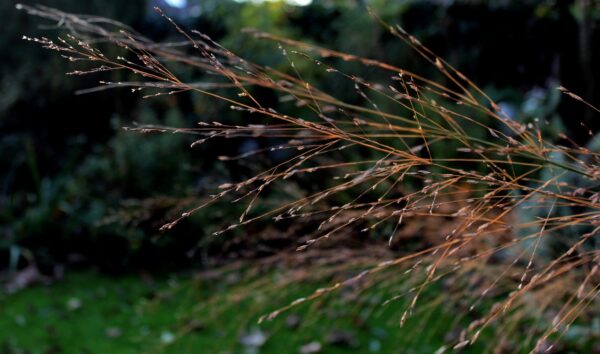 Molinia arundina ´Karl Foester´ (Bezkolenec) - Image 2