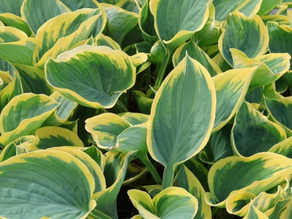Hosta ´Saga´ (Funkia)