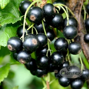 Ribes nigrum ´Little black sugar´ (Ríbezľa čierna)