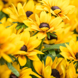 Rudbeckia hirta ´LittlebeckiaZ Pirouette´ (Rudbeckia)