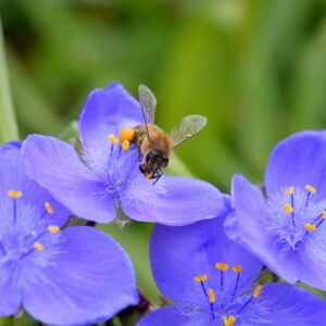 Tradescantia ´Barbel´ (Tradeskancia)