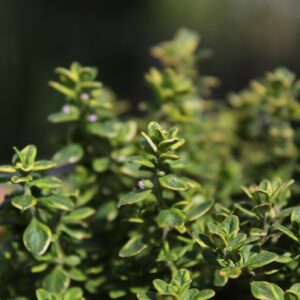 Thymus citriod. ´Summerdreams Lemon Gold´