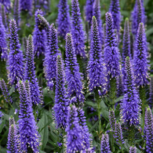 Veronica longifolia ´Berenice Blue´ (Veronika dlholistá).