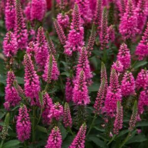 Veronica longifolia ´Berenice Pink´ (Veronika dlholistá).