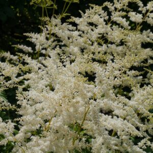 Astilbe ´Close Harmony´ (Astilba)