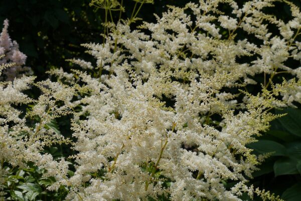Astilbe ´Close Harmony´ (Astilba)