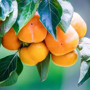 Diospyros Kaki ´Zengi Maru´ (Hurmikaki)