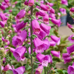 Digitalis purpurea ´Pollux Purple´ (Náprstník)