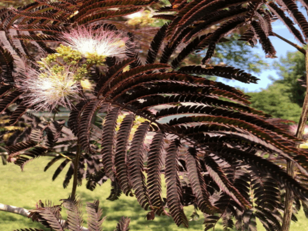 Albizia julibrissin ´Summer Chocolate´ (Albízia)