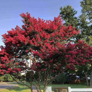 Lagerstroemia Indica ´Rubra Magnifica´ (Myrta krepová)