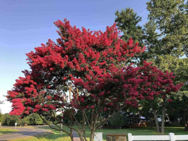 Lagerstroemia Indica ´Rubra Magnifica´ (Myrta krepová)