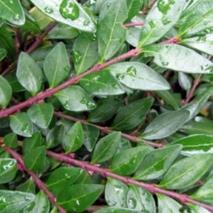 Lonicera nitida ´Elegant´ (Zemolez lesklý)
